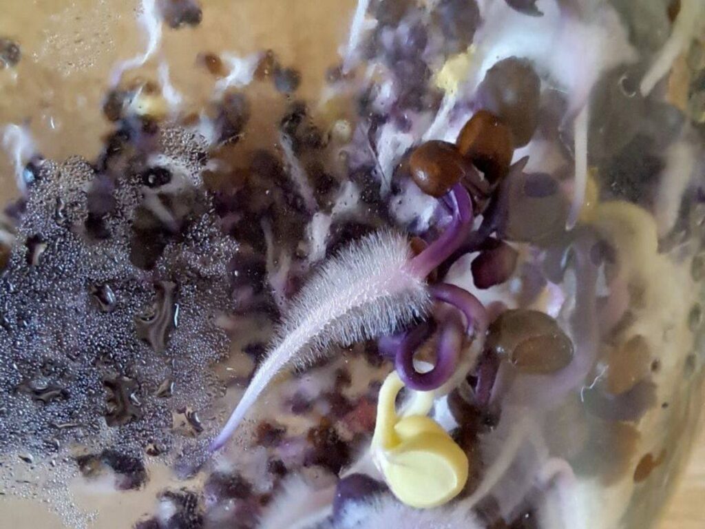 A close up of radish sprouts in a jar showing tiny rootlet hairs.