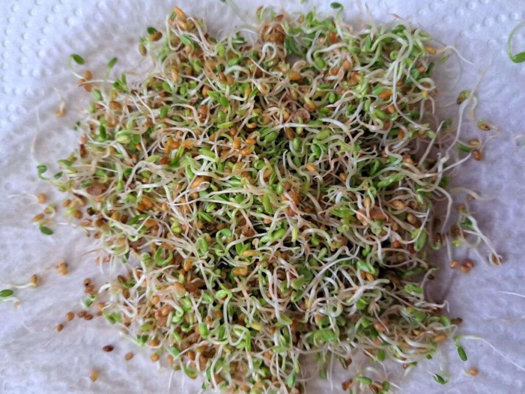 A close up of clover sprouts laying on a paper towel.