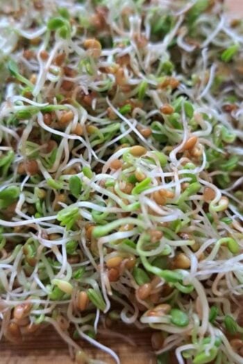 Close up of sprouts.