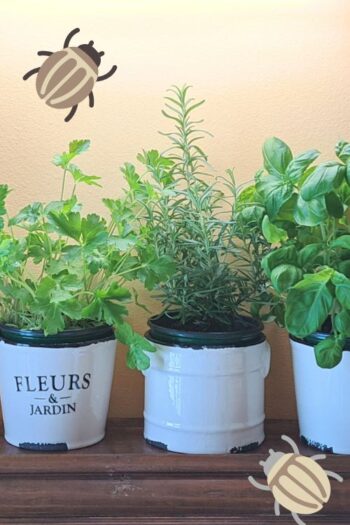 Three pots of herbs growing indoors with cartoon bugs overtop.