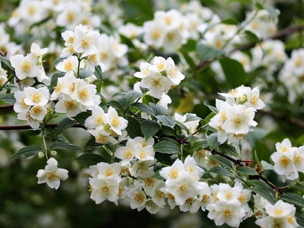 White and yellow jasmine flowers.