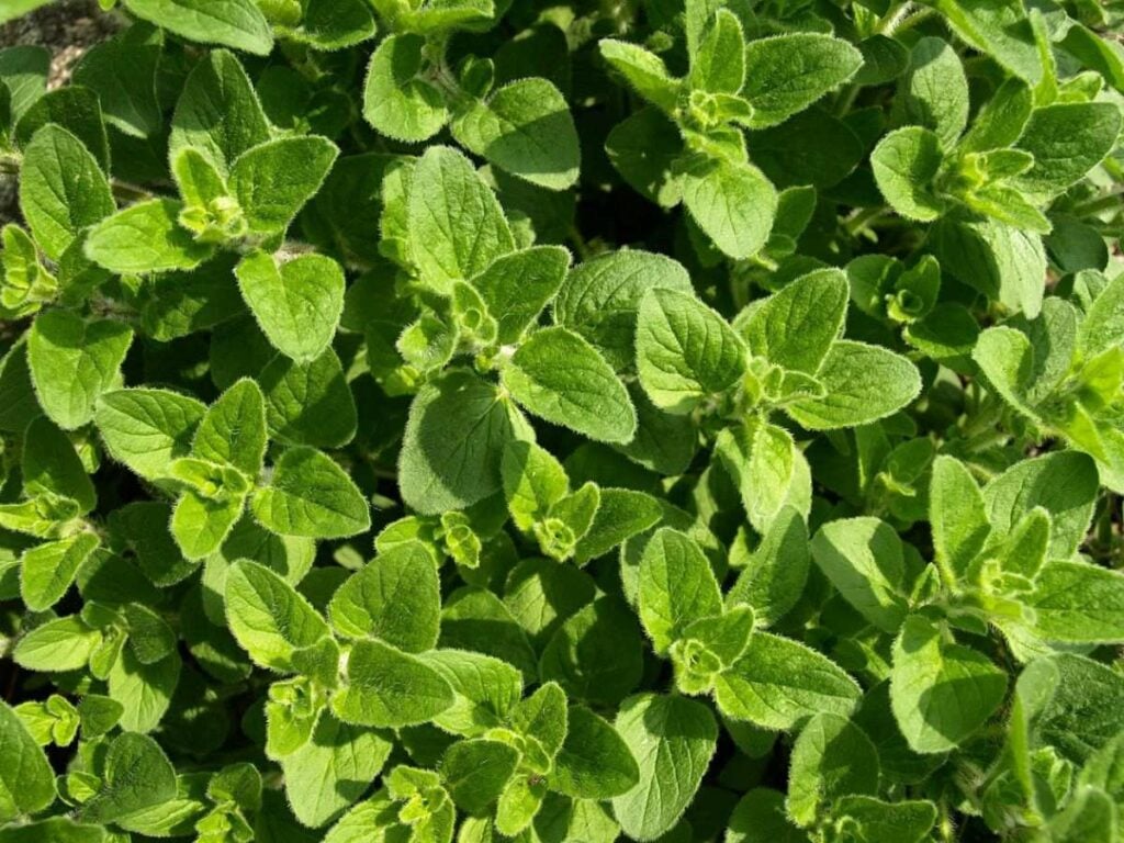 A close up of oregano leaves.