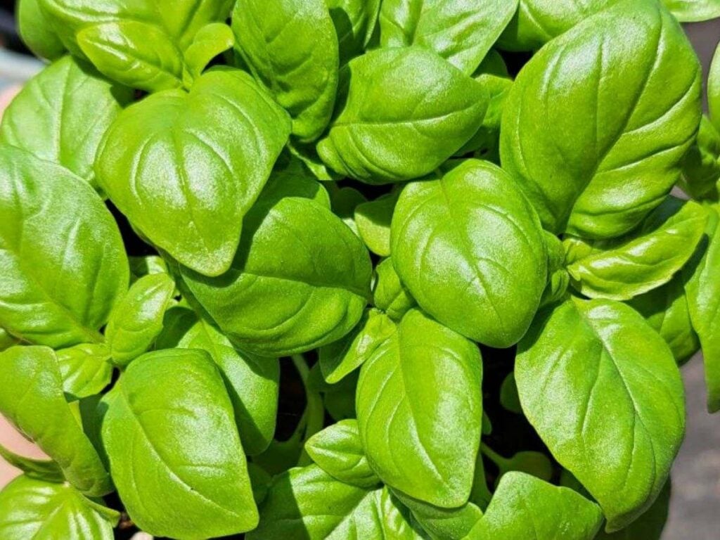 A close up of young basil leaves.