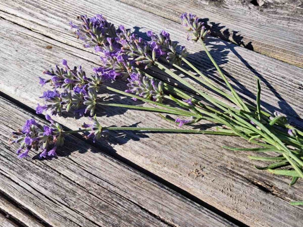 Sprigs of fresh cut lavender laying on a wooden deck.