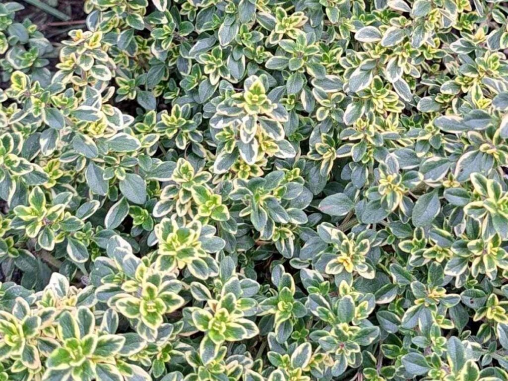 A close up of lemon thyme leaves.