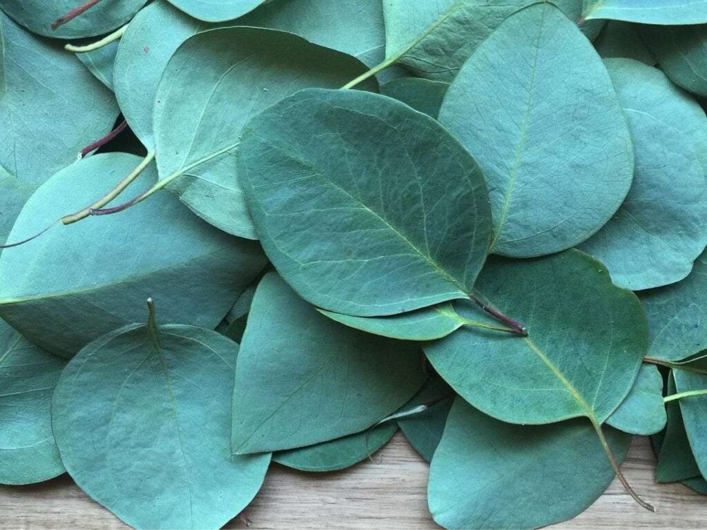 Eucalyptus leaves laying on a wooden counter.