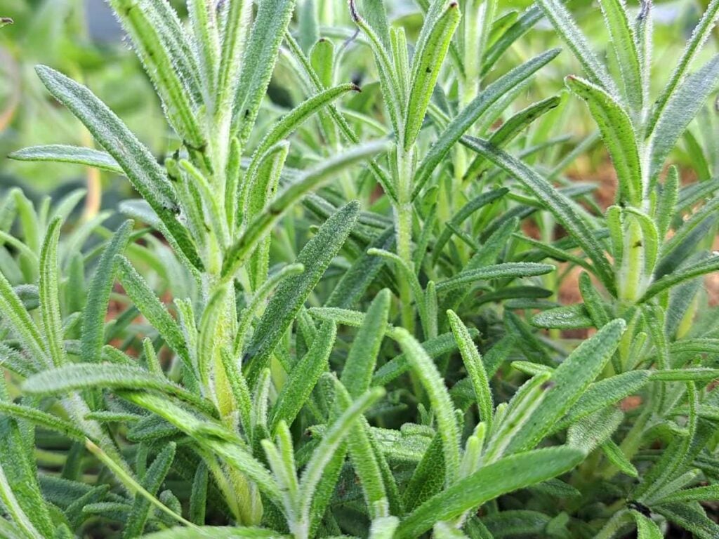 A close up of a rosemary plant.