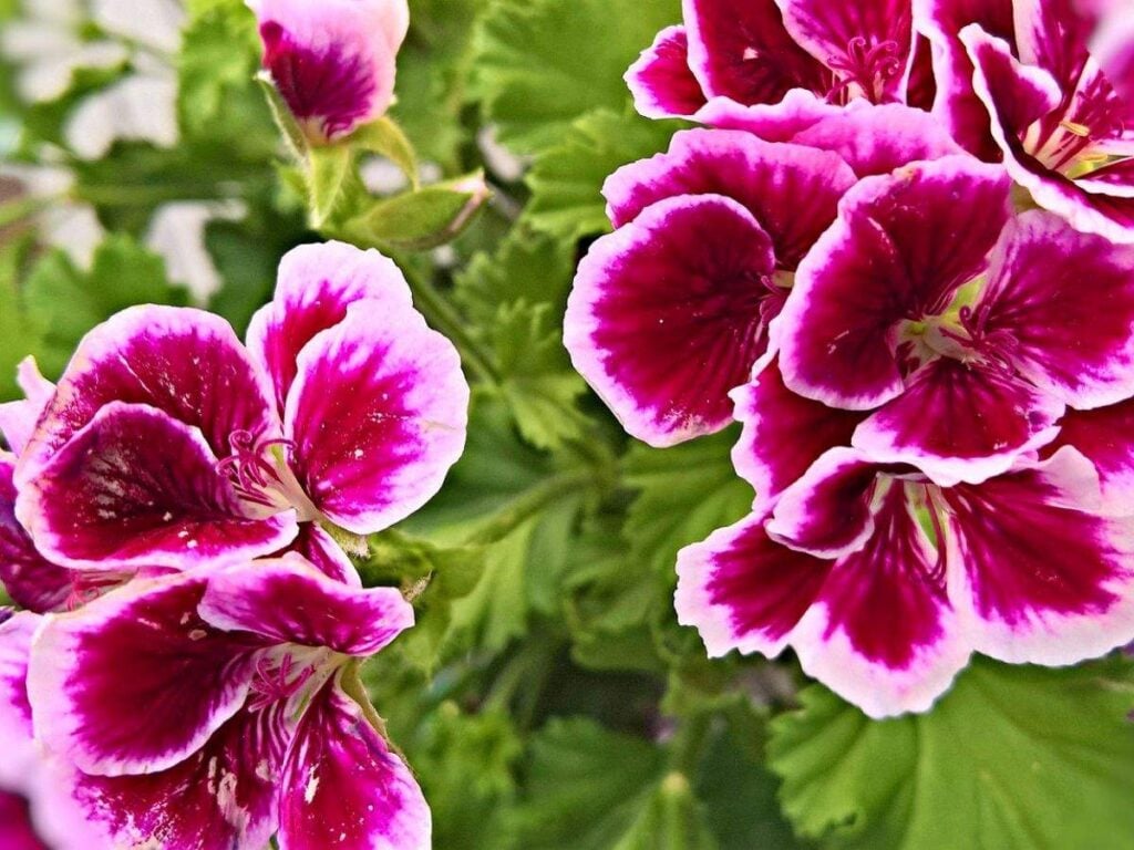A close up of pink and purple scented geranium flowers.