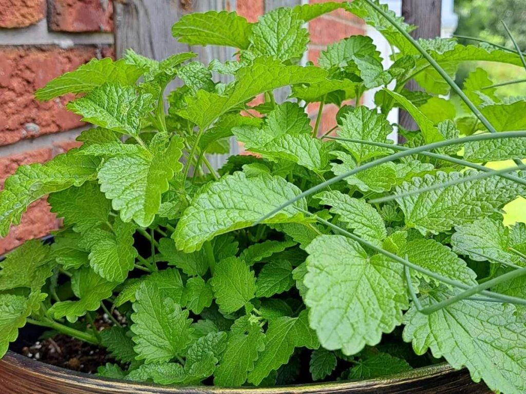 A close up of lemon balm leaves.