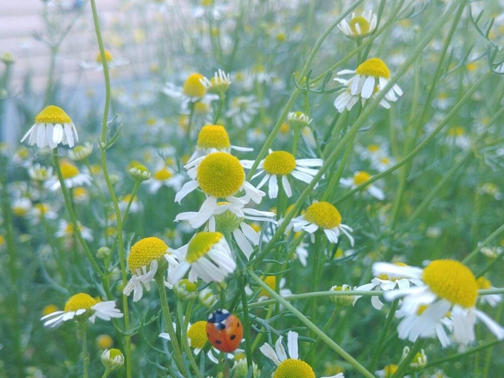 Lady bug on chamomile in herb garden.