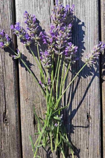 Fresh cut lavender laying on a wooden deck.