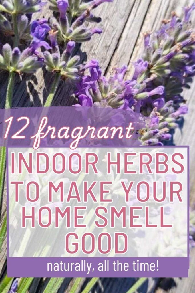 Lavender bundle with text overlay that reads: 12 fragrant indoor herbs to make your home smell good, naturally, all the time.
