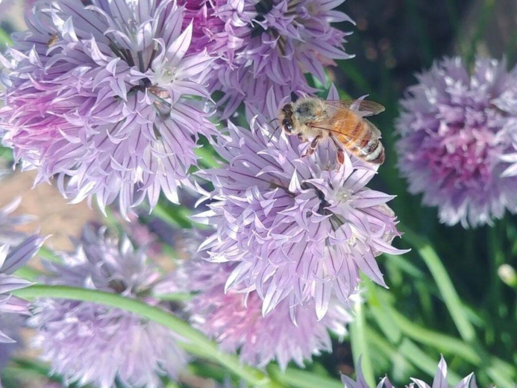 Honey bee landing on chive flowers.