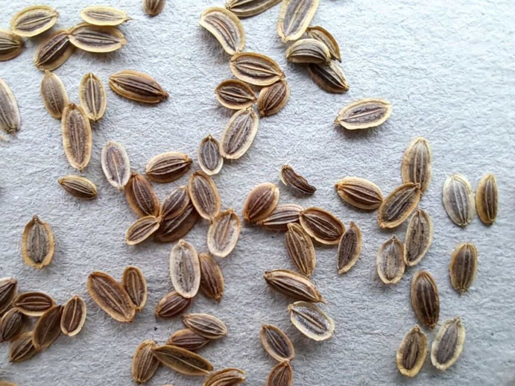 A close up of dill seeds