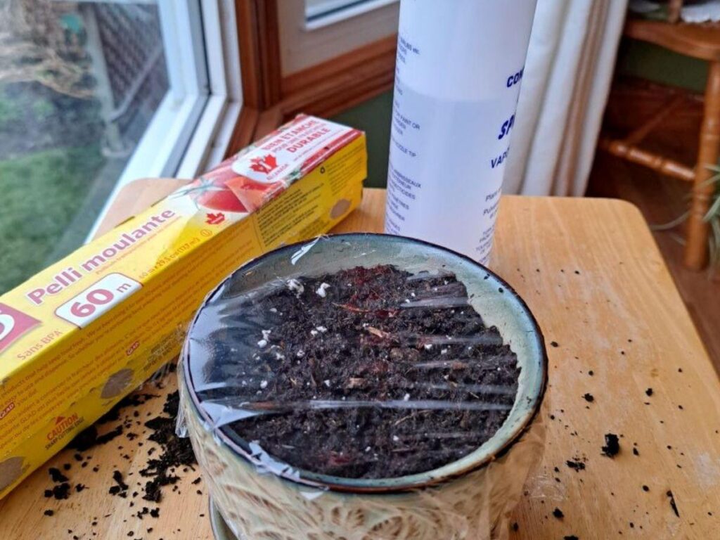 Seed starting supplies on a wooden table to grow dill from seed indoors.
