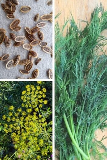 A group of three images showing dill seeds, fresh cut dill, and dill flowers.