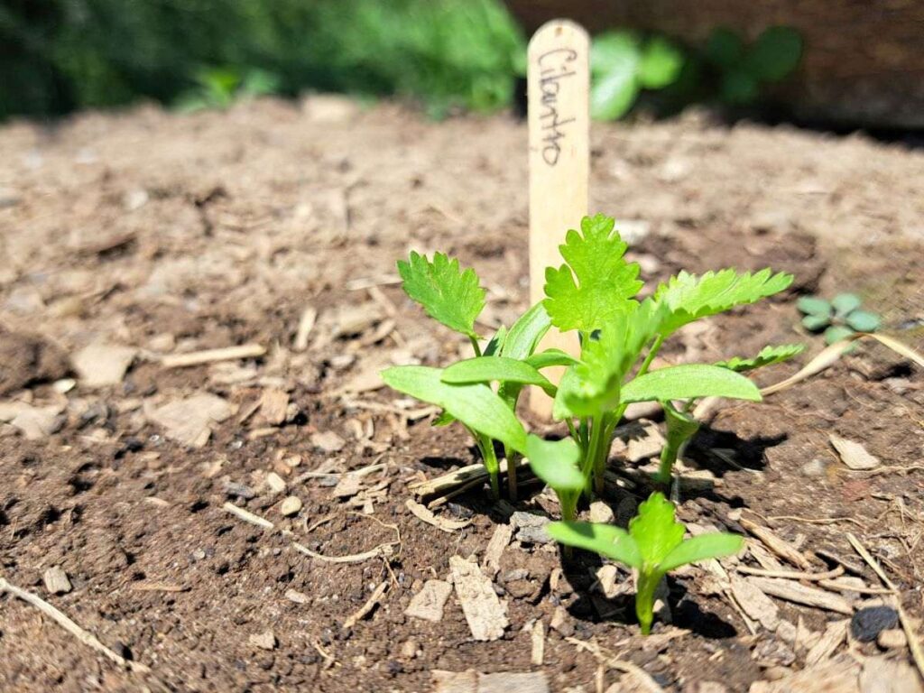 A close up of a young cilantro plant growing in the garden.