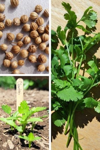 A collage of three images showing cilantro seeds, cilantro sprouts, and fresh cut cilantro.