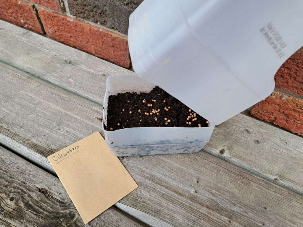 A close up of winter sowing cilantro seeds in an old jug. The seed packet is sitting beside the jug.