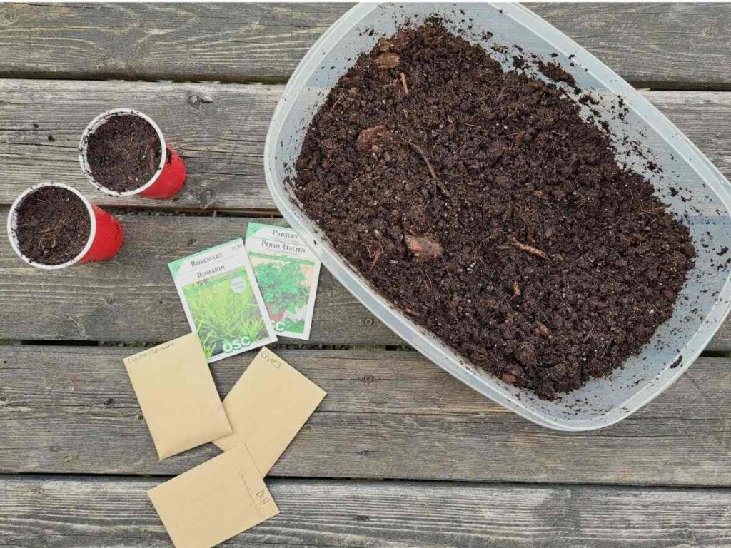 Supplies gathered for starting parsley from seed outdoors.