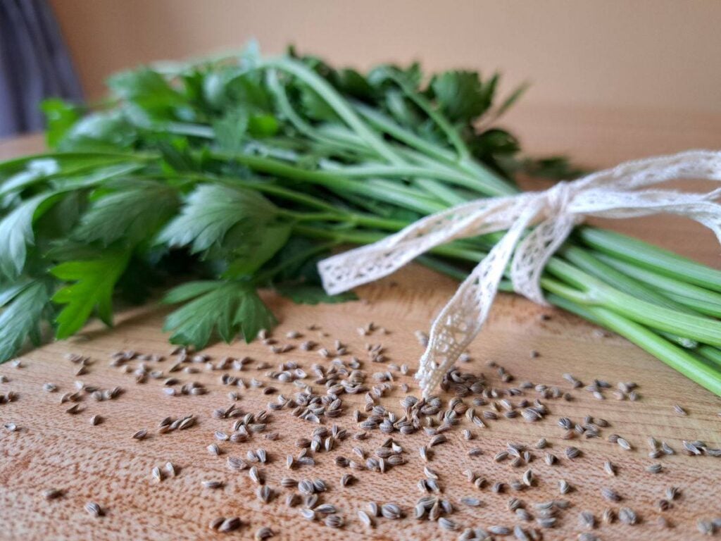 A bunch of parsley tied with a lace ribbon on a counter. There are parsley seeds beside it.