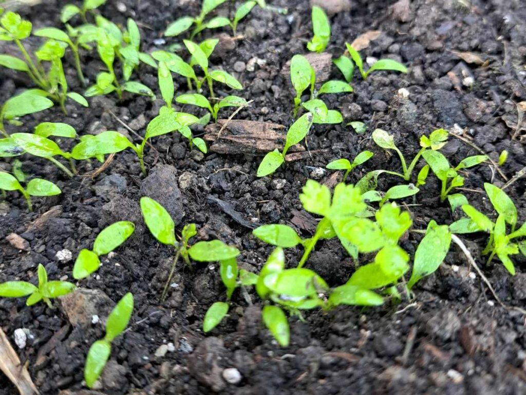 Parsley sprouts growing in the garden.