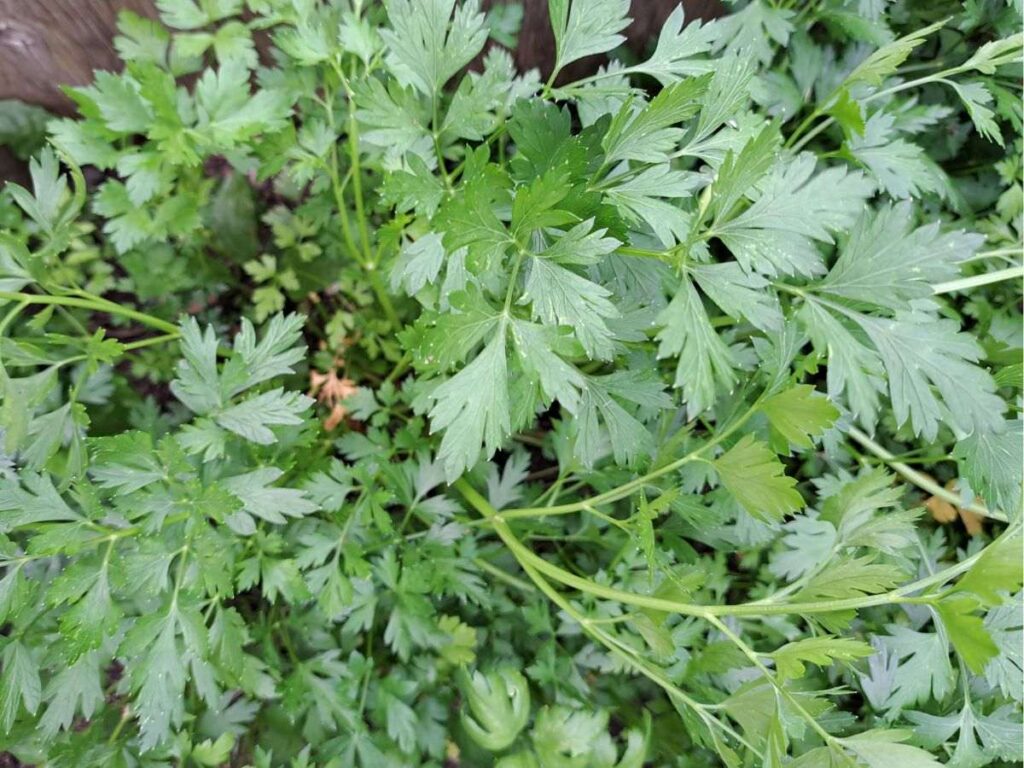 A close up of parsley growing in the garden.