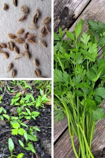 A collage of three images showing parsley seeds, sprouts, and cuttings.
