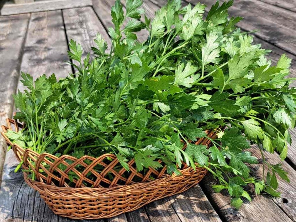 A close up of freshly harvested parsley in a wicker basket on the deck outside.