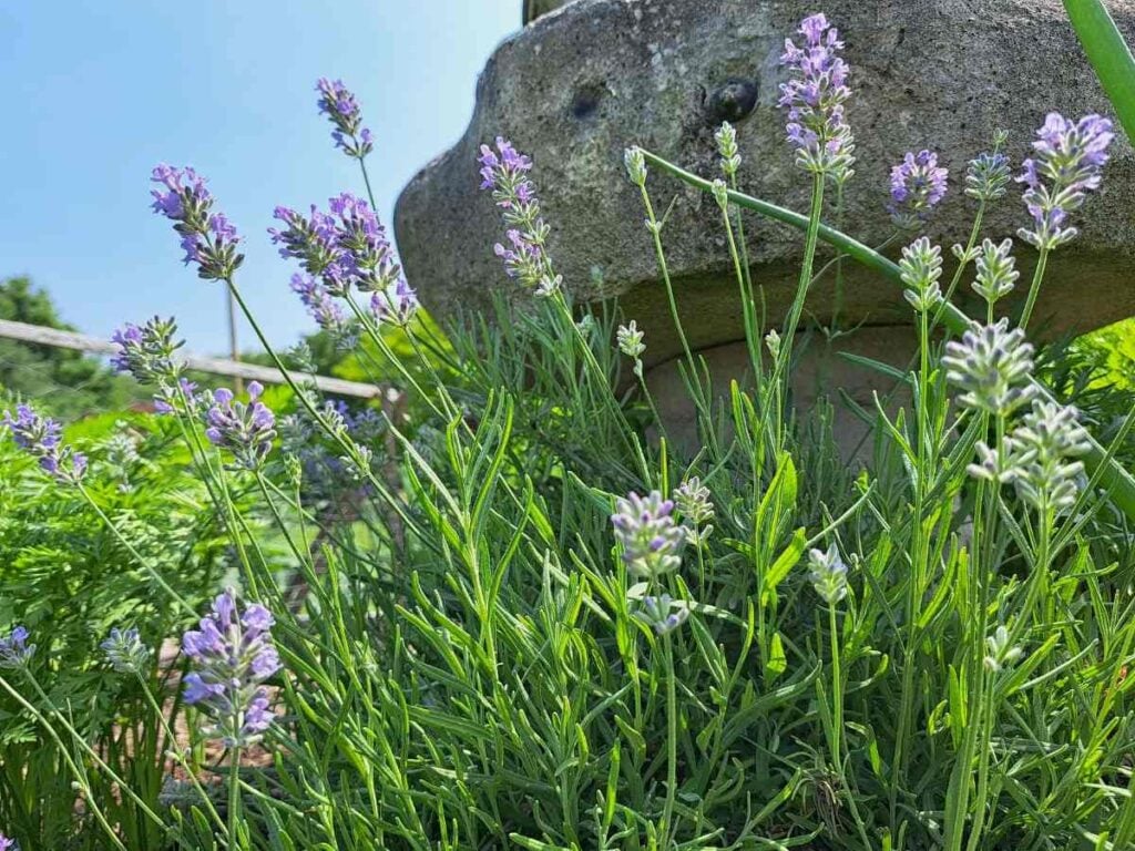 A close up of lavender growing int he garden with blue sky in the background.